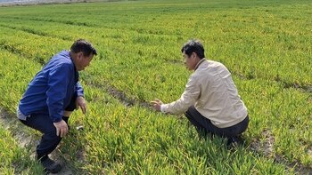 맥류 위축병 진딧물 방제 시작하세요