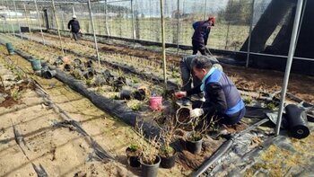 장흥군, 수국꽃으로 물드는 편백숲… 관광객 유혹