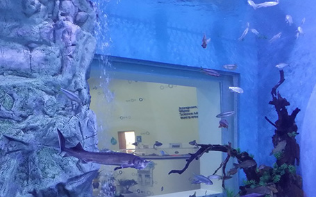 수족관안에 산소물방울들과 물고기들이 헤엄쳐 다니고 있는 수족관의 모습