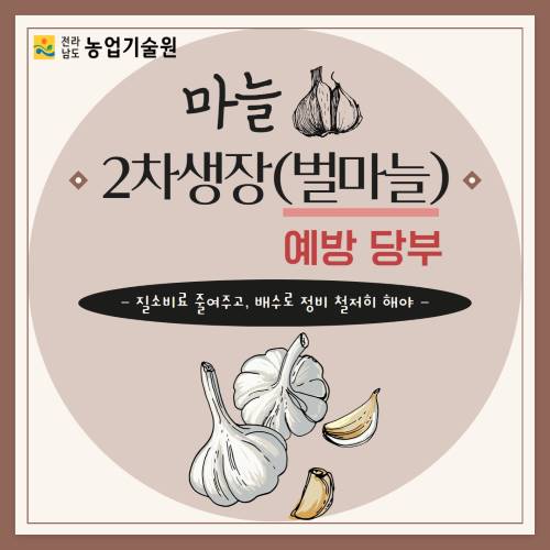 마늘 2차생장(벌마늘) 예방 당부