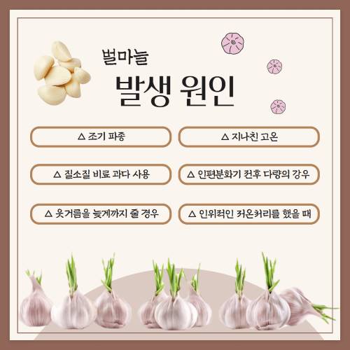 마늘 2차생장(벌마늘) 예방 당부