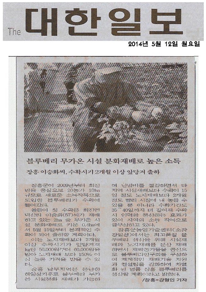 블루베리 무가온 시설 분화재배로 높은 소득