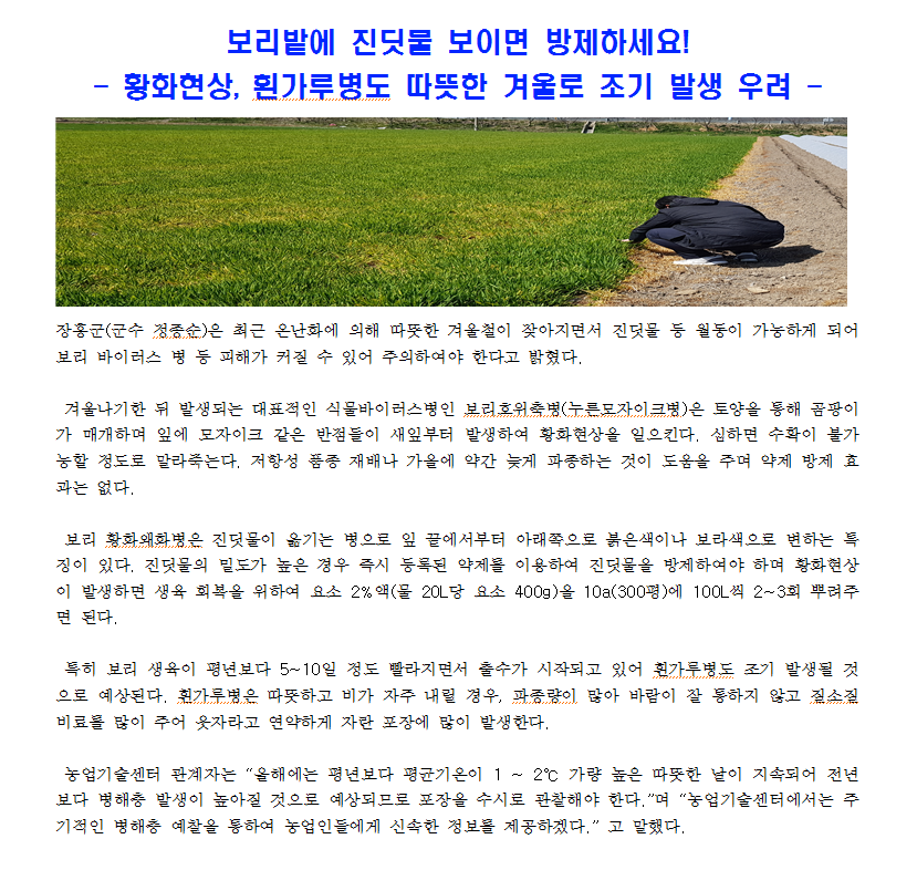 2020년도 장흥군,황화현상, 횐가루병도 따뜻한 겨울로 조기 발생 우려