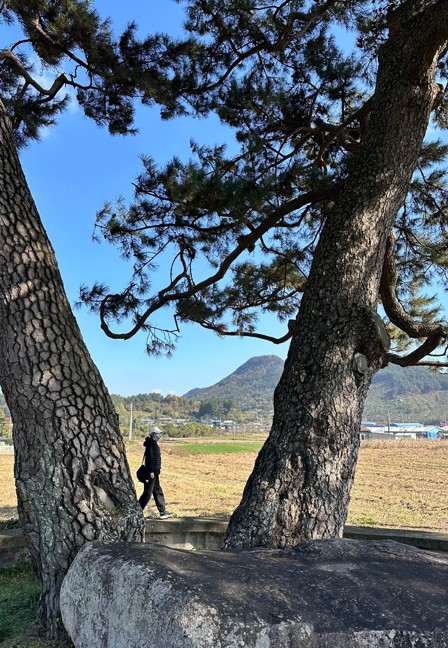 무산김 입구의 쌍둥이 나무