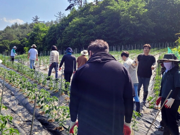 장평면행정복지센터직원들과 축산과 직원들이 복흥마을을 찾아 고추곁순제거와 잡초제거 작업을 하는 모습