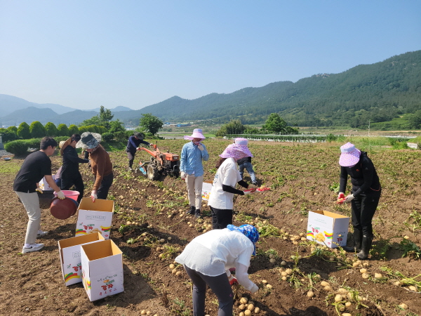 용산면 직원들이 송전마을 감자밭에서 일손을 돕고 있는 모습