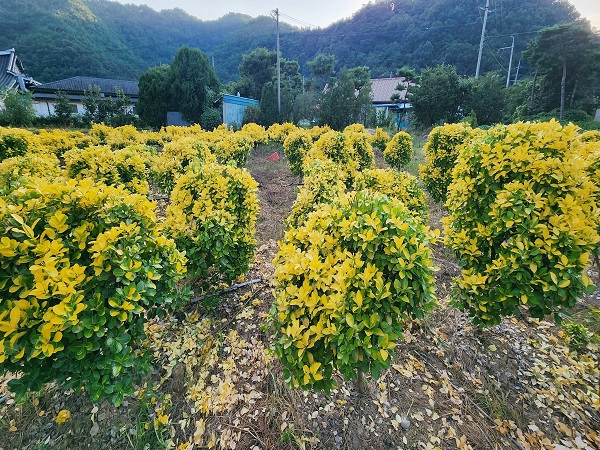 황금사철 조형급 수목 (1)